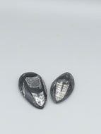 Orthoceras Fossils