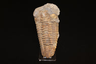 Trilobite Fossil