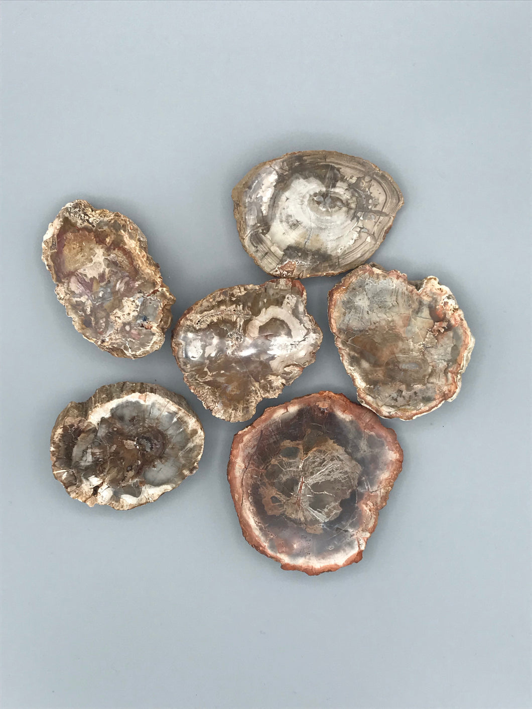Petrified Wood Branch Slices and Branch Pieces Madagascar