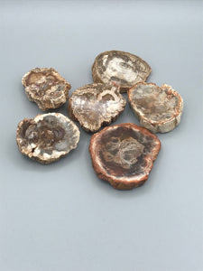 Petrified Wood Branch Slices and Branch Pieces Madagascar